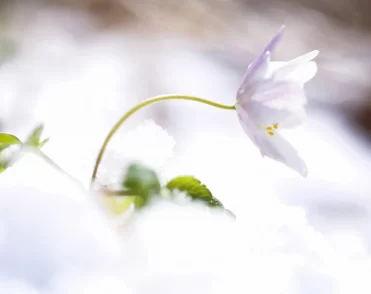 white flower in snow